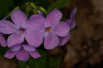 Creeping phlox